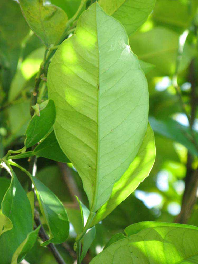              Unifoliolate leaf (Winter Haven, FL)       